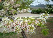 【今日朝陽(yáng)網(wǎng)】朝陽(yáng)金油香天下