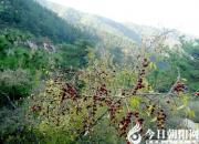 【民間傳說(shuō)】乾隆封山（王玉華）