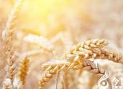 【民間傳說】人吃飯、狗吃屎（王玉華）