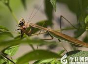 【今日朝陽(yáng)網(wǎng)】螳螂(一）（姚玉民）