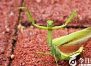 【今日朝陽(yáng)網(wǎng)】螳螂（二）（姚玉民）