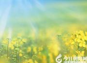 【今日朝陽(yáng)網(wǎng)】詩(shī)趣人生（姚玉民）