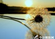 【今日朝陽(yáng)網(wǎng)】面對(duì)楊琳話生死（姚玉民）