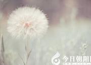【今日朝陽(yáng)網(wǎng)】我的夢(mèng)想（姚玉民）