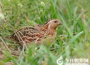 【民間傳說】喜鵲、老鷹、鵪鶉（王玉華）