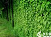 【今日朝陽(yáng)網(wǎng)】那片碧綠的爬山虎（何家歡）