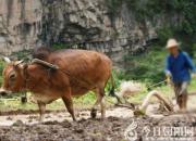 【民間傳說】傻人傻命，嫂子狠心（王玉華）