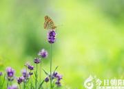 【今日朝陽網(wǎng)】笑對人生（馮顯智）