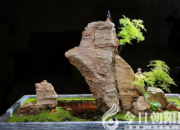 【今日朝陽網(wǎng)】危峰塔影（遼西怪柳）