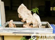 【今日朝陽網(wǎng)】母子（遼西怪柳）