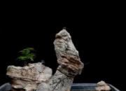 【今日朝陽網(wǎng)】回頭峰（遼西怪柳）