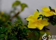 【民間傳說】黃色薔薇花語(yǔ)的來歷（王玉華）