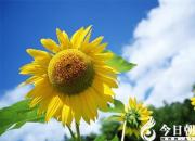 【今日朝陽網(wǎng)】向日葵與菊花（趙蘊(yùn)涵）