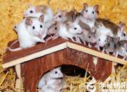 【民間傳說】于先生巧破耗子陣，救了愚昧人（王玉華）