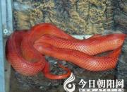 【民間傳說】紅蛇喝水（王玉華）