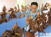 【今日朝陽網(wǎng)】讓根雕藝術(shù)發(fā)揚光大——王志敏