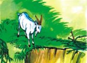 【今日朝陽網】續(xù)寫《老山羊與狼》（倪悅）