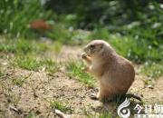 【今日朝陽網(wǎng)】老鼠阿灰爭寵記——阿灰走險(xiǎn)（王玉華）