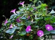 【今日朝陽網】牽?；ê臀鞴希◤堎R巖）