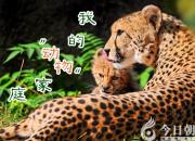 【今日朝陽網】我的“動物”家庭（李晨碩）