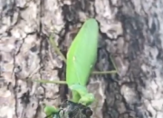 【今日朝陽網(wǎng)】真實(shí)版的螳螂捕蟬，你見過嗎？（胡興元）