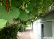 【今日朝陽網(wǎng)】開展“種植活動(dòng)”　彰顯學(xué)校特色（張文濤）