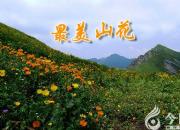 【今日朝陽(yáng)網(wǎng)】最美山花（上）（劉文艷）