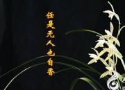 【今日朝陽(yáng)網(wǎng)】任是無(wú)人也自香（上）（劉文艷）