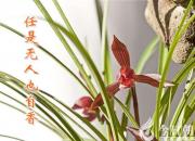 【今日朝陽(yáng)網(wǎng)】任是無(wú)人也自香（下）（劉文艷）