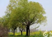 【今日朝陽(yáng)網(wǎng)】綠柳情思（劉文艷）