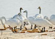 大美朝陽——天鵝之韻（孫良）