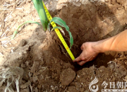 他們運用這項技術(shù)讓土地更“年輕”（瑞雪）