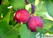 大家猜猜看，這么誘人的果實到底是什么？（趙盼）