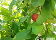 揭秘！這種誘人的果實原來是……（趙盼）