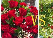 當(dāng)玫瑰遇到棗樹，發(fā)生了什么？（侯力丹）