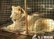 看這只蚊子是如何教訓(xùn)獅子的？（岳紫涵）