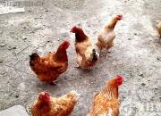 沒有對比，怎能明白……（梅曦文）