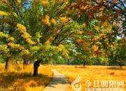 【今日朝陽網(wǎng)】因為無法報答，所以永志不忘（丁方圓）