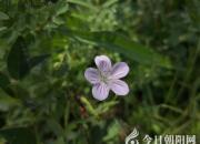 【今日朝陽(yáng)網(wǎng)】王中原酒令第三款