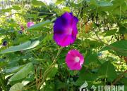 【今日朝陽(yáng)網(wǎng)】王中原酒令第四款