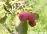 【今日朝陽(yáng)網(wǎng)】王中原酒令第六款