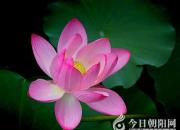 朝向太陽，我先檢討一個(gè)羞于啟齒的壞毛?。ɡ腺F）