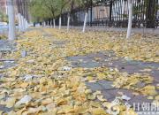 好大一場金錢雨?。▌⑵G霞）