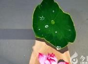 這幅畫里，你將會看到荷花的另一面（丁方圓）