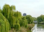 王中原繞口令第355則——兩個機(jī)器人保姆（王中原）