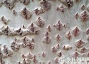 【今日朝陽(yáng)網(wǎng)】貴妃之膚（王中原）