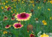 【今日朝陽(yáng)網(wǎng)】小棉襖（王中原）