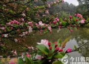 【今日朝陽(yáng)網(wǎng)】從“不可收拾”說(shuō)起（王中原）