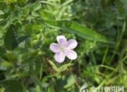 【今日朝陽(yáng)網(wǎng)】刮胡刀（王中原）