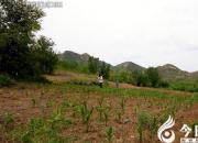 “筆耕不綴”？（王中原）